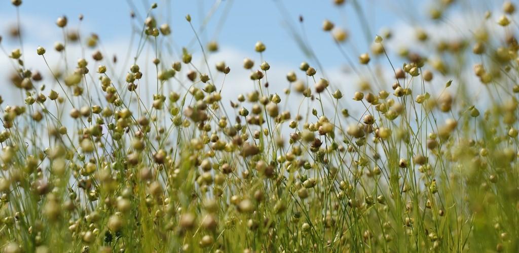 В Твери создаются новые сорта льна и агротехнологии