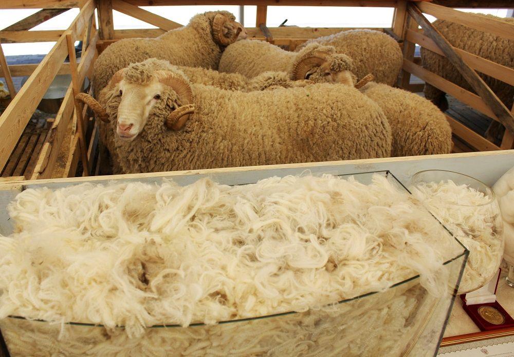 В Ставропольском крае планируют существенно увеличить объемы производства шерсти